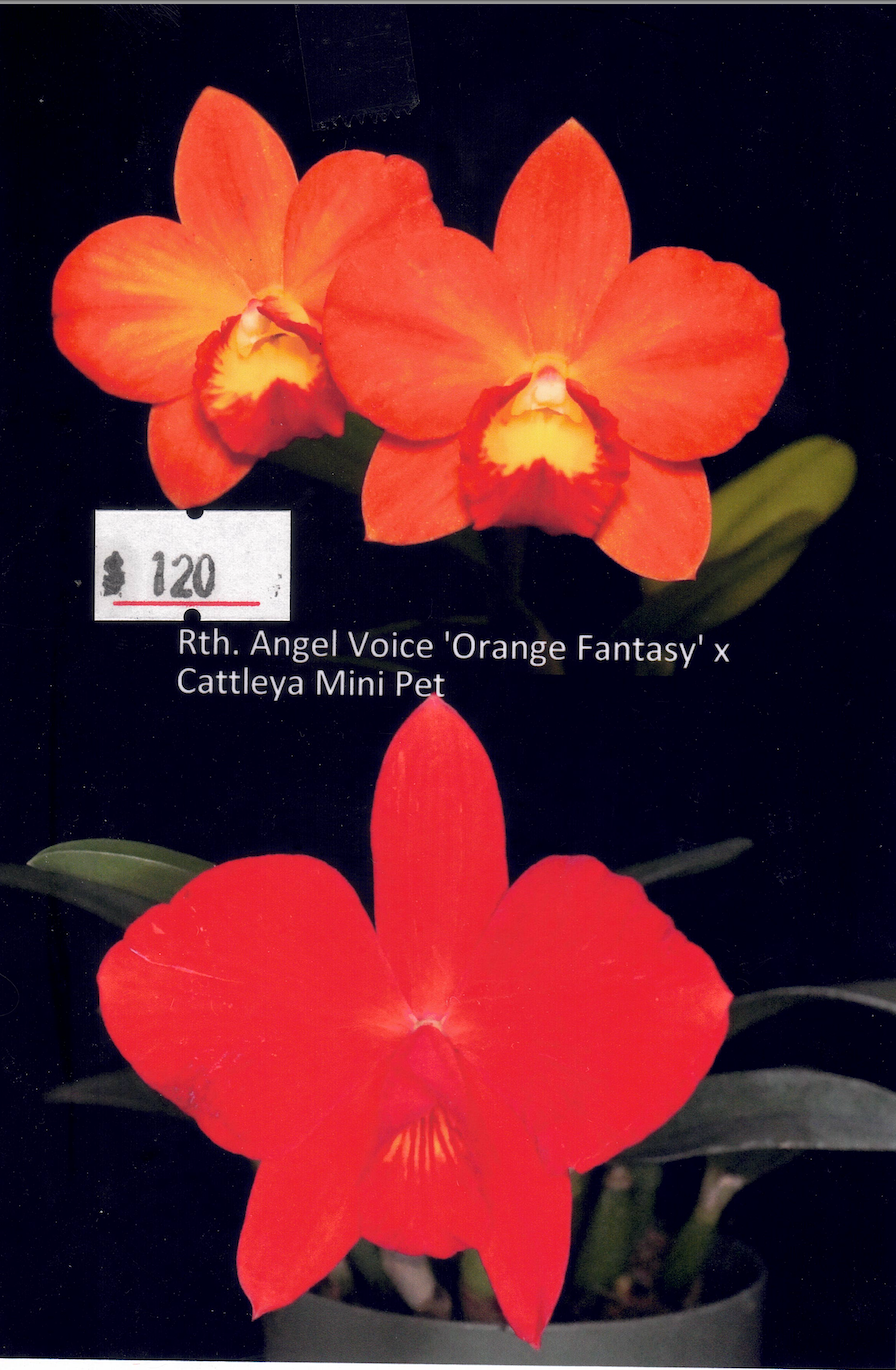 Rhyncattleanthe Angel Voice 'Orange Fantasy' x  Cattleya Mini Pet (Hybrid Flask - Conical) ex Taiwan
