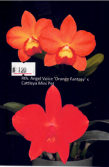 Rhyncattleanthe Angel Voice 'Orange Fantasy' x  Cattleya Mini Pet (Hybrid Flask - Conical) ex Taiwan