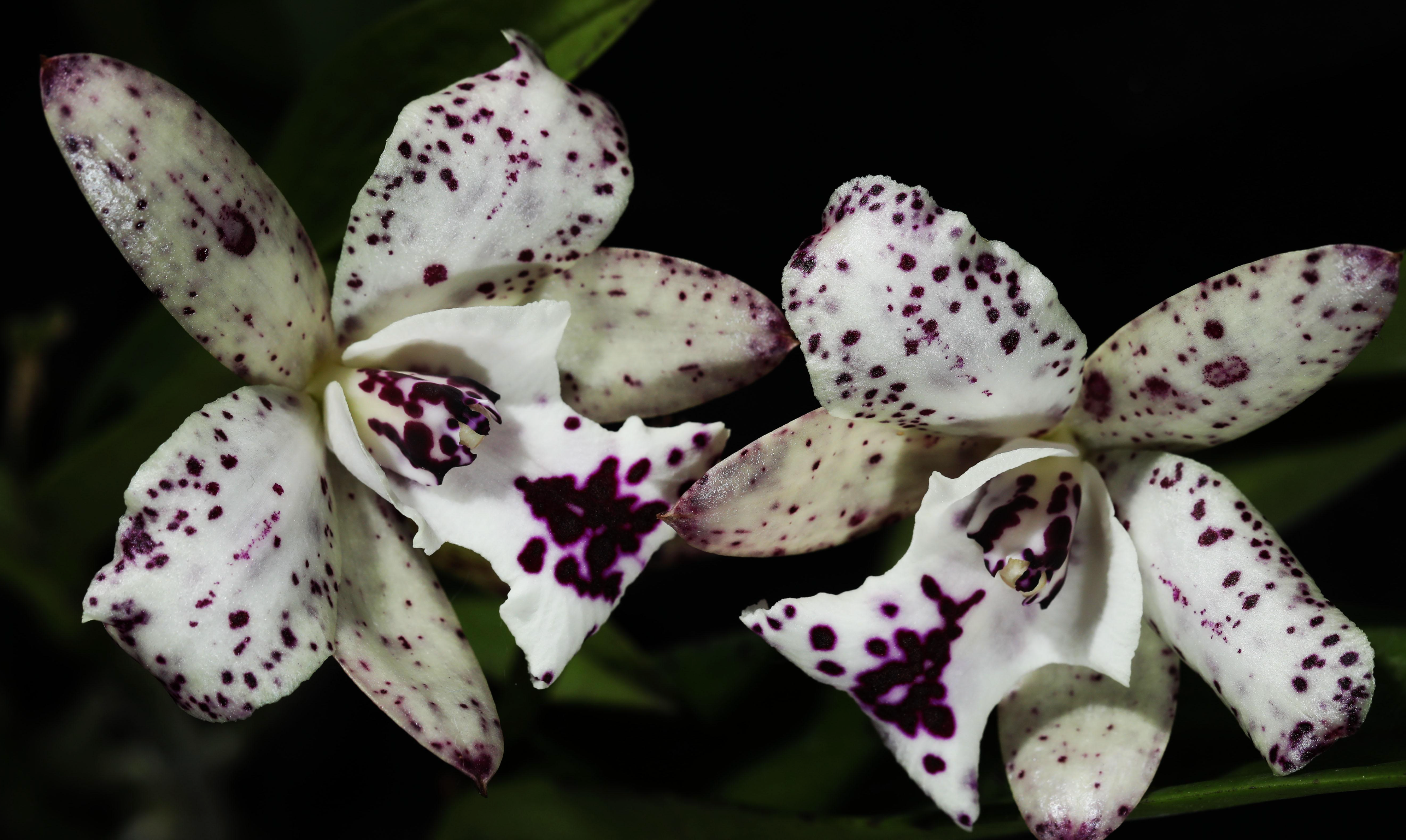 Cattleya Jairak Cosmos (Hybrid Flask - Whiskey Bottle) ex Thailand Main image