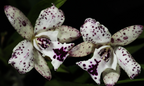Cattleya Jairak Cosmos (Hybrid Flask - Whiskey Bottle) ex Thailand