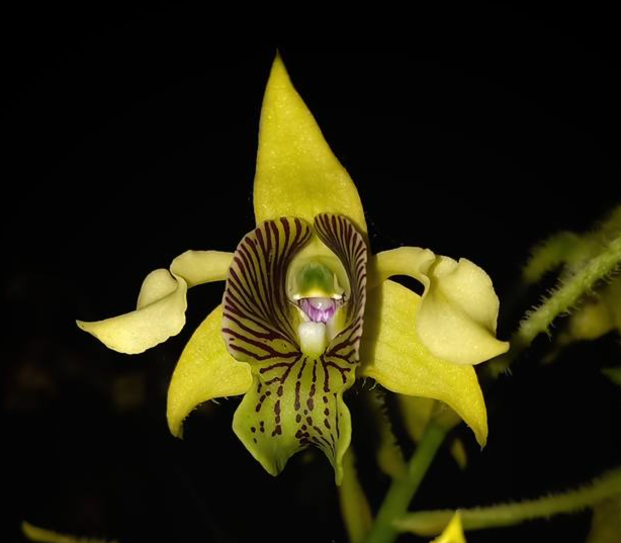 Dendrobium macrophyllum (Species from PNG)
