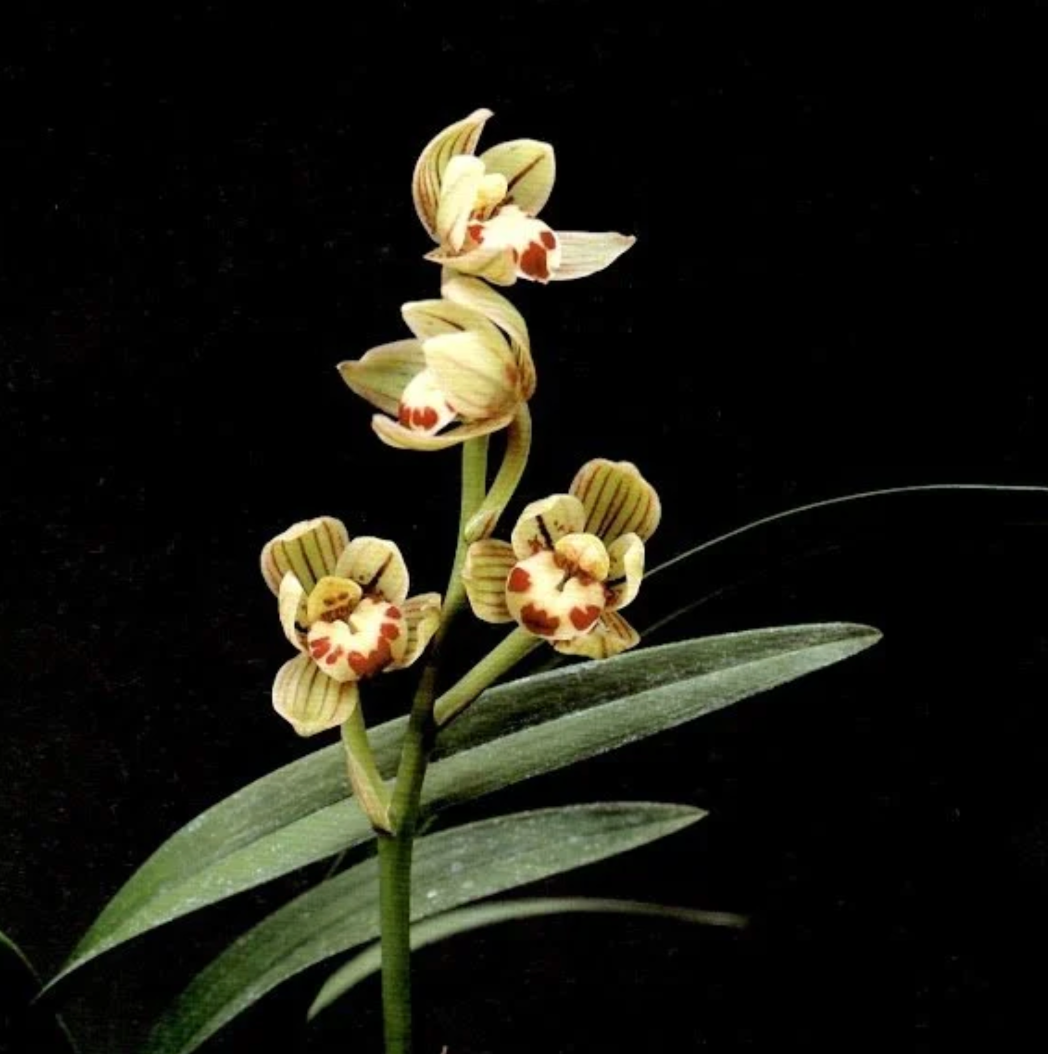 Cymbidium ensifolium Jin He 金荷 (Chinese Species) Main image