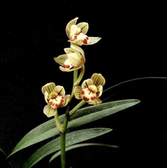 Cymbidium ensifolium Jin He 金荷 (Chinese Species)