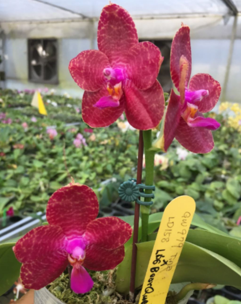 Phalaenopsis Pylo's Ana Queen ‘Northeast Tiger’ (Mericlone)