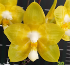 Phalaenopsis Joy Spring Canary 'Joy' AM/AOS (Mericlone)