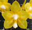 Phalaenopsis Joy Spring Canary 'Joy' AM/AOS (Mericlone)