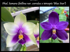 Phalaenopsis Samera (bellina var. coerulea x tetraspis 'Blue Star')