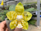 Phalaenopsis Pylo's Texas Spring (Mericlone)