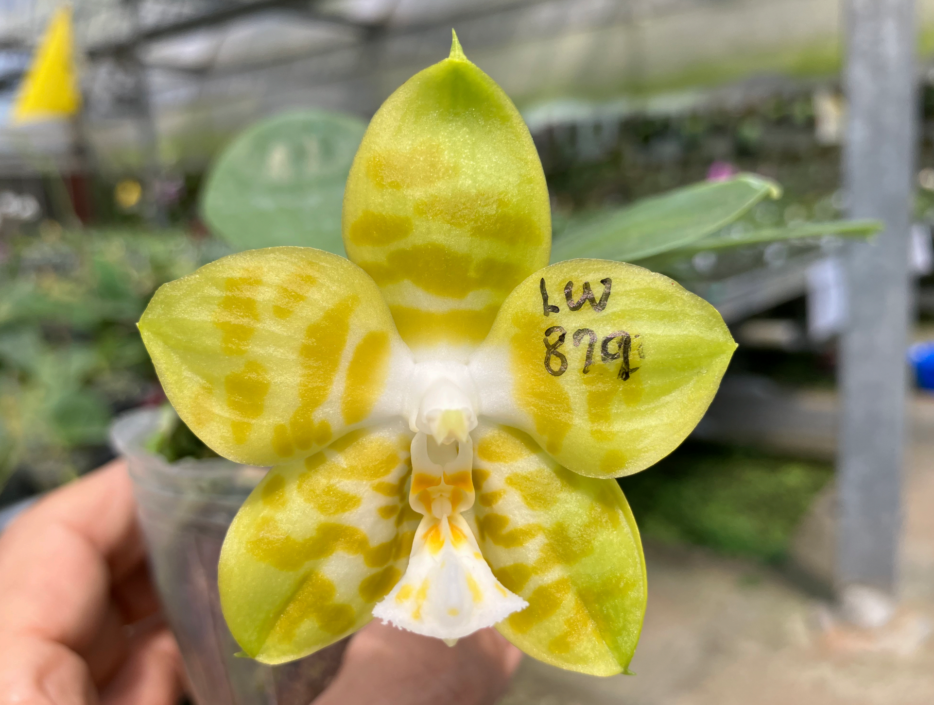 Phalaenopsis Pylo's Texas Spring (Mericlone)