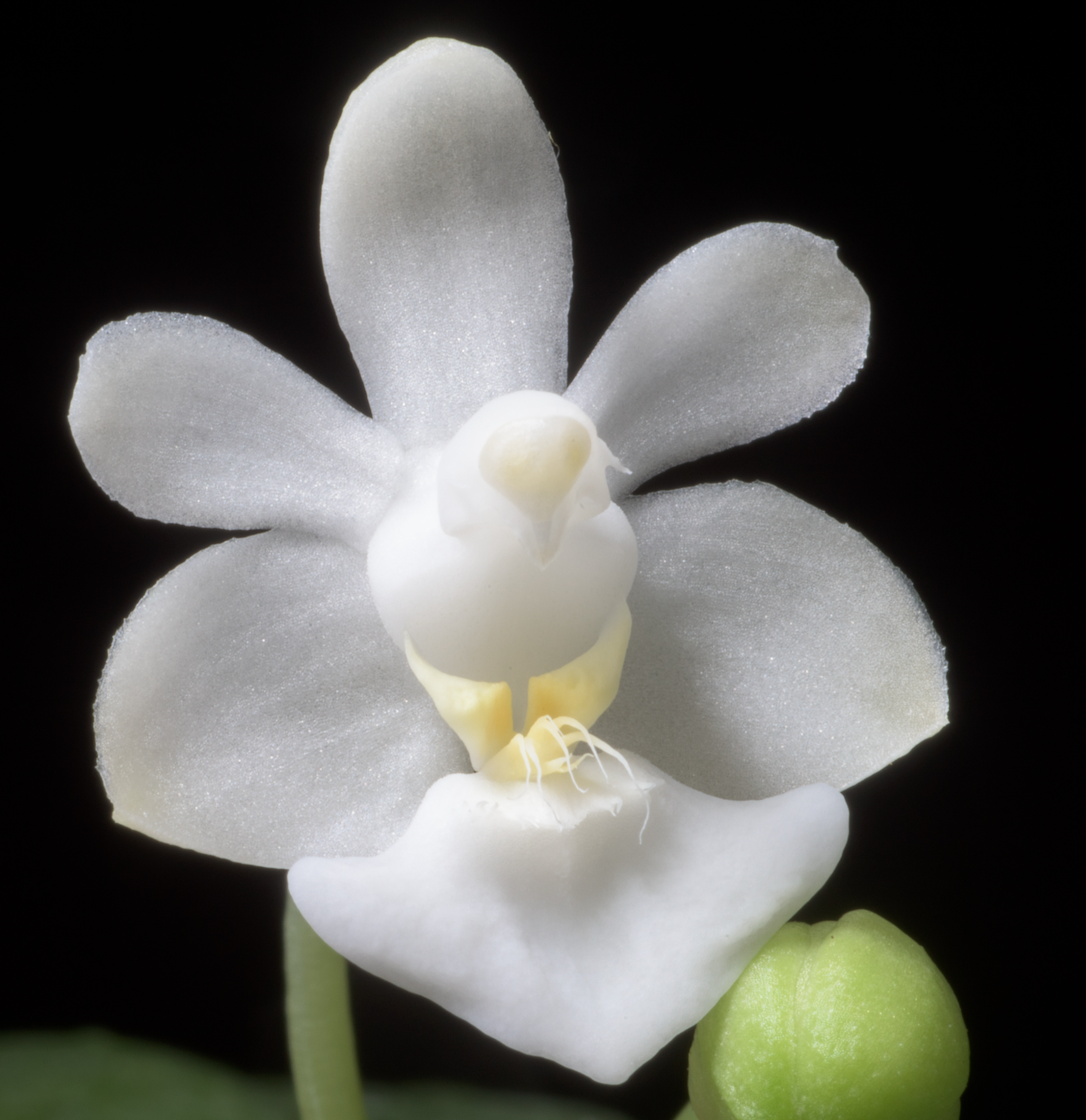 Phalaenopsis parishii alba (Rare Species) Main image