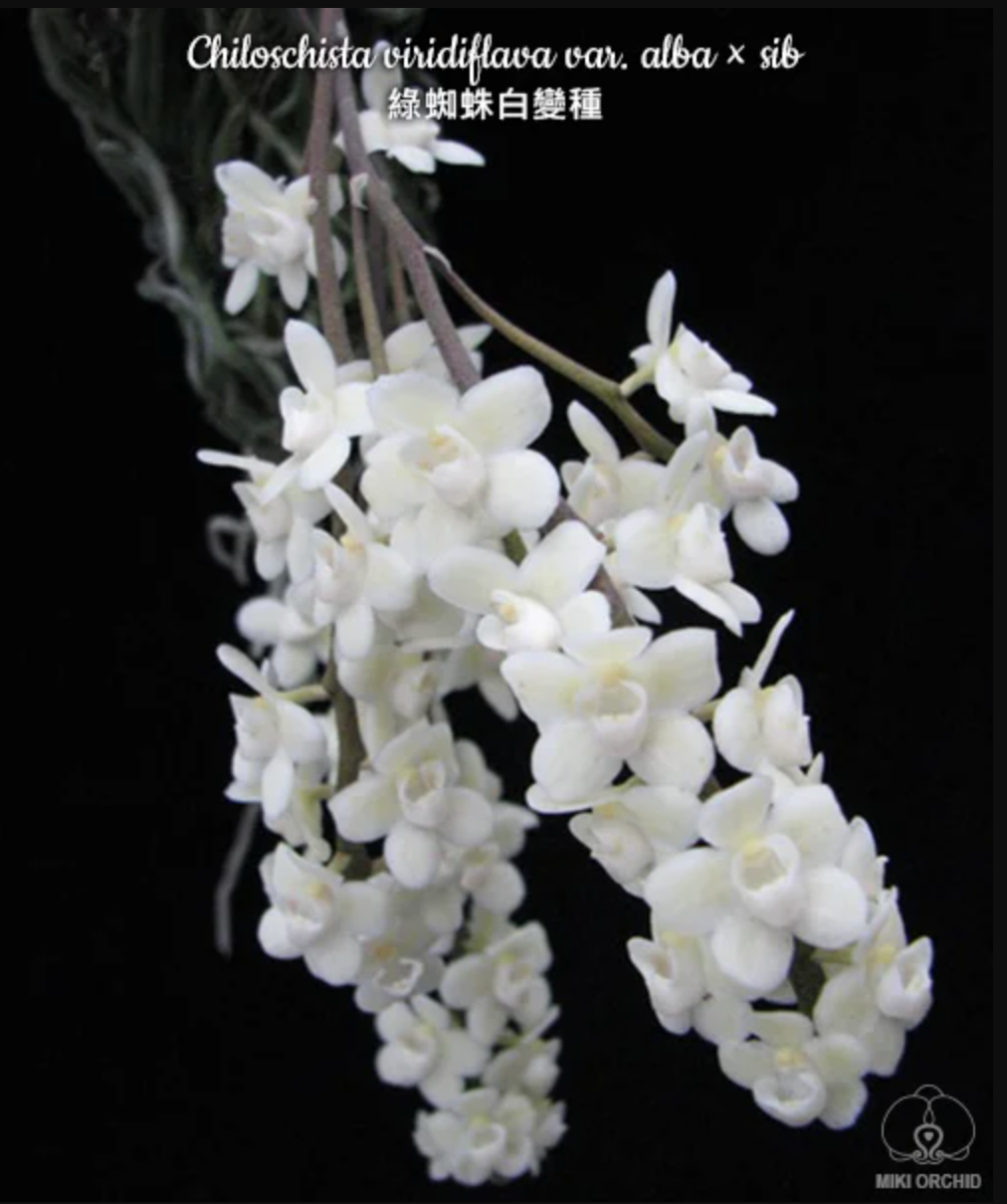 Chiloschista viridiflora var. alba (Rare Species)