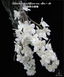 Chiloschista viridiflora var. alba (Rare Species)