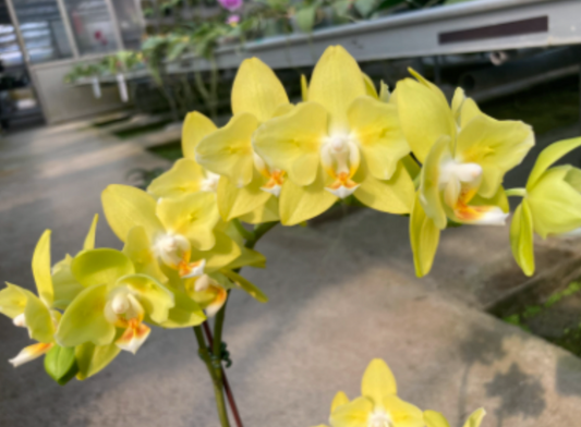 Phalaenopsis Joy Green Triangle (Peloric, Mericlone)