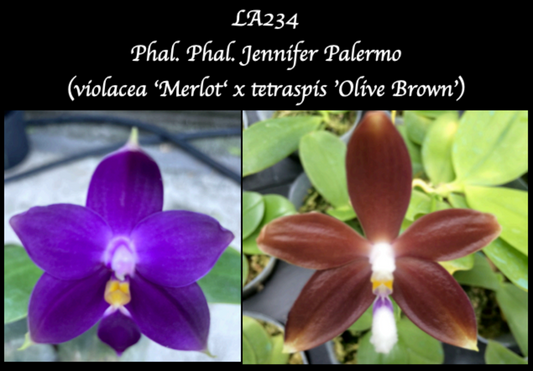 Phalaenopsis Jennifer Palermo (violacea ‘Merlot‘ x tetraspis 'Cold Blue’)
