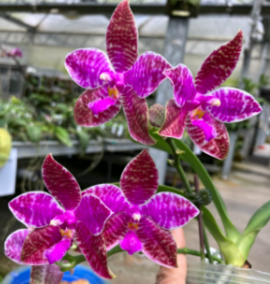 Phal. lueddemanniana' Guo Hua' (Meristem, Species)