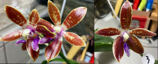 Phalaenopsis corningiana ‘Blue’ (Rare Species)