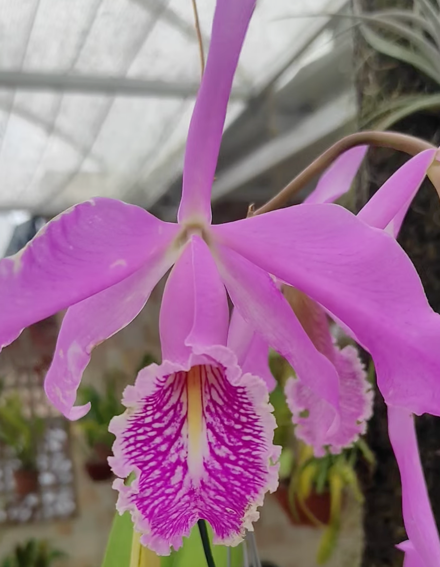 Cattleya maxima "coerulea Hector x Tipo" (Flask - Conical, ex Taiwan) Main image