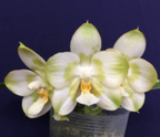 Phal. Joy Spring Canary 'Green Lotus' MC