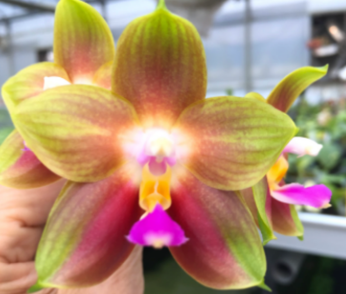 Phal. Joy Spring Canary 'Green Rainbow' MC