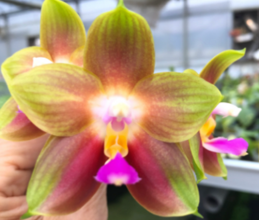 Phal. Joy Spring Canary 'Green Rainbow' MC