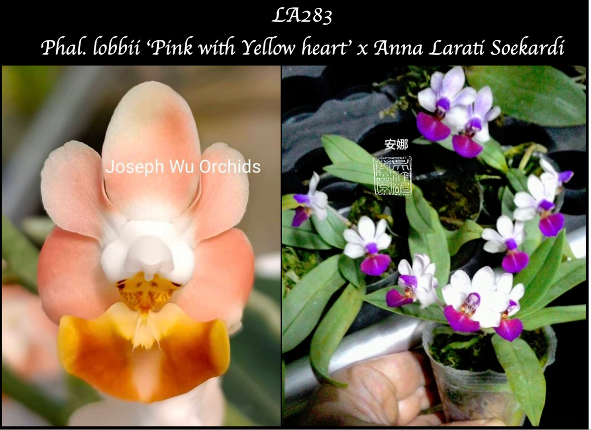 Phal. lobbii ‘Pink with Yellow heart’ x Anna Larati Soekardi