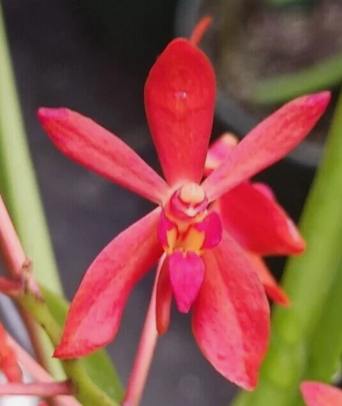 Vanda falcata ‘Red Jewel’