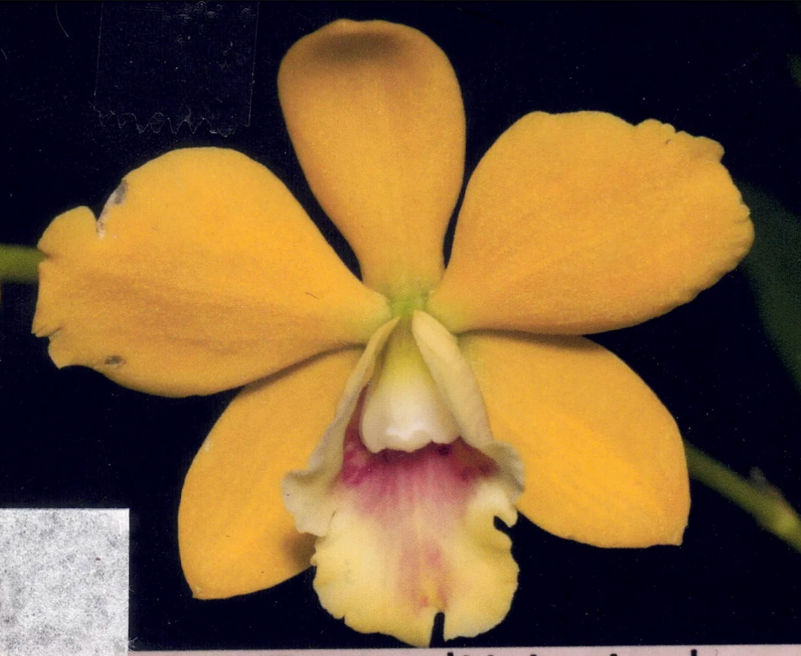 Rhyncatclia Hsinying Tango 'Hsinying' (MC)