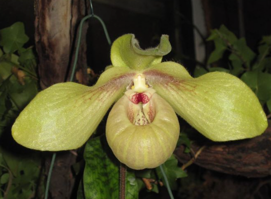 Paphiopedilum Shun-Fa Golden (malipoense x hangianum)