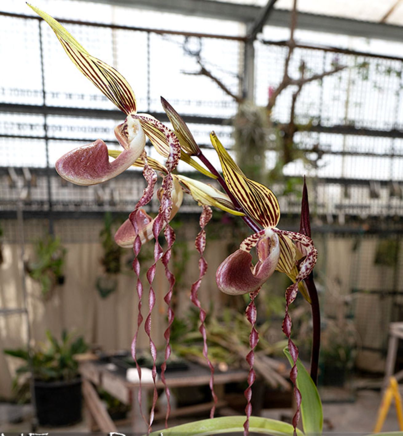 Paphiopedilum Haur Jih lsabel (Hung Sheng Eagle  x sanderianum)
