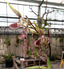 Paphiopedilum Haur Jih lsabel (Hung Sheng Eagle  x sanderianum)