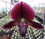 Paphiopedilum Magic Fire (Paph. Hung Sheng Magic × Paph. Hung Sheng Flame)
