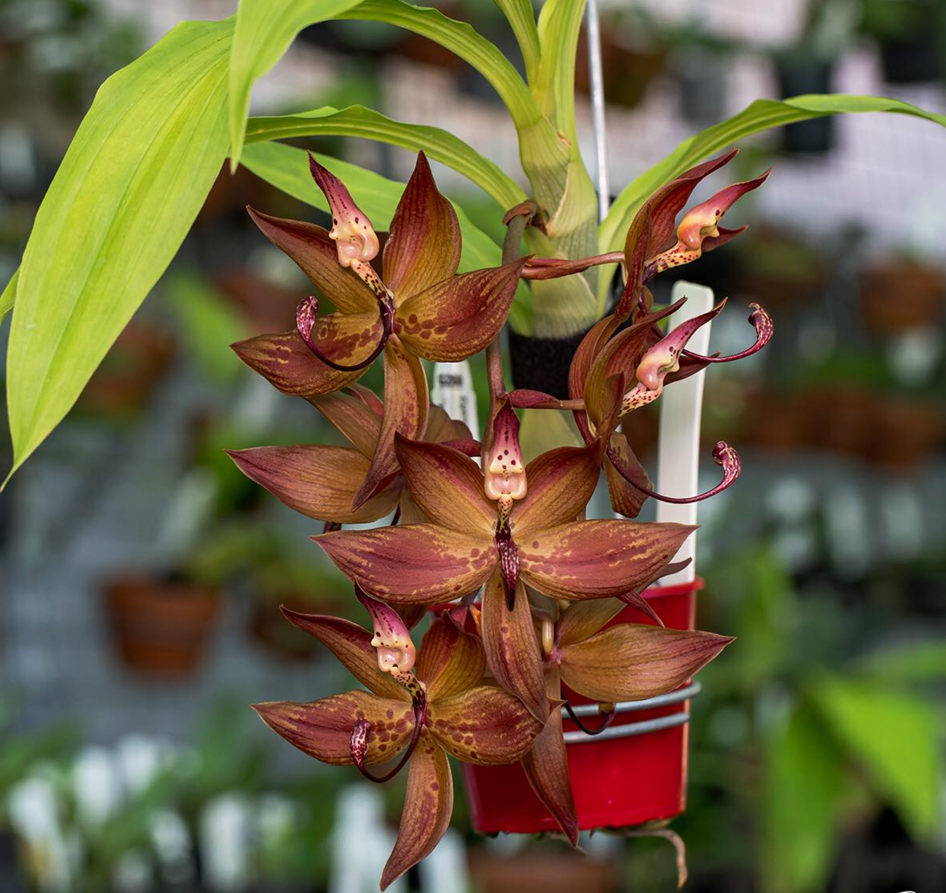 Cycnoches (Baker's Paradise 'Maple Syrup' x cooperi 'Dark Chocolate')