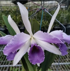 Cattleya C. G. Roebling 'Blue Indigo' (Mericlone)