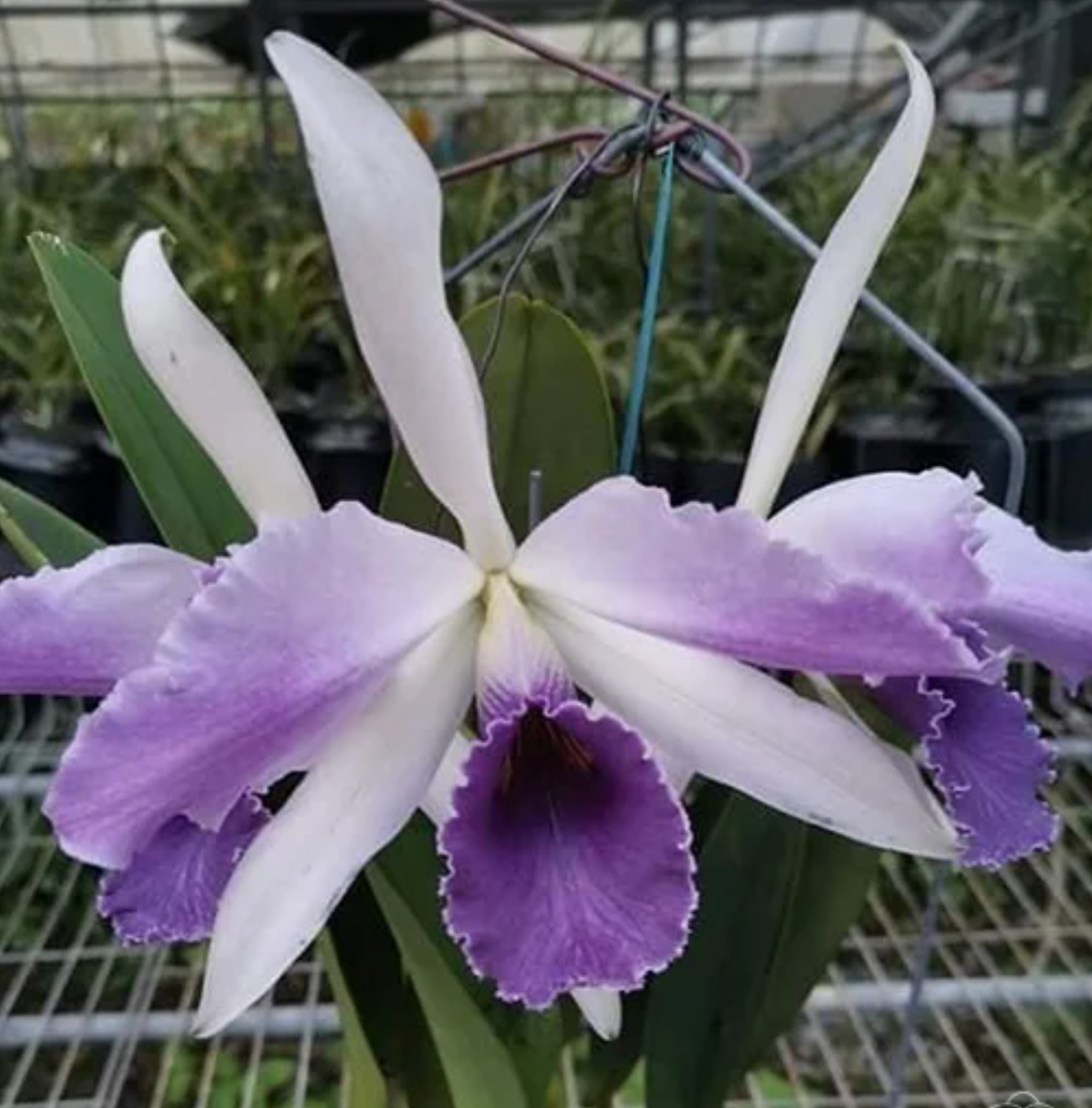 Cattleya C. G. Roebling 'Blue Indigo' (Mericlone)