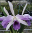 Cattleya C. G. Roebling 'Blue Indigo' (Mericlone)