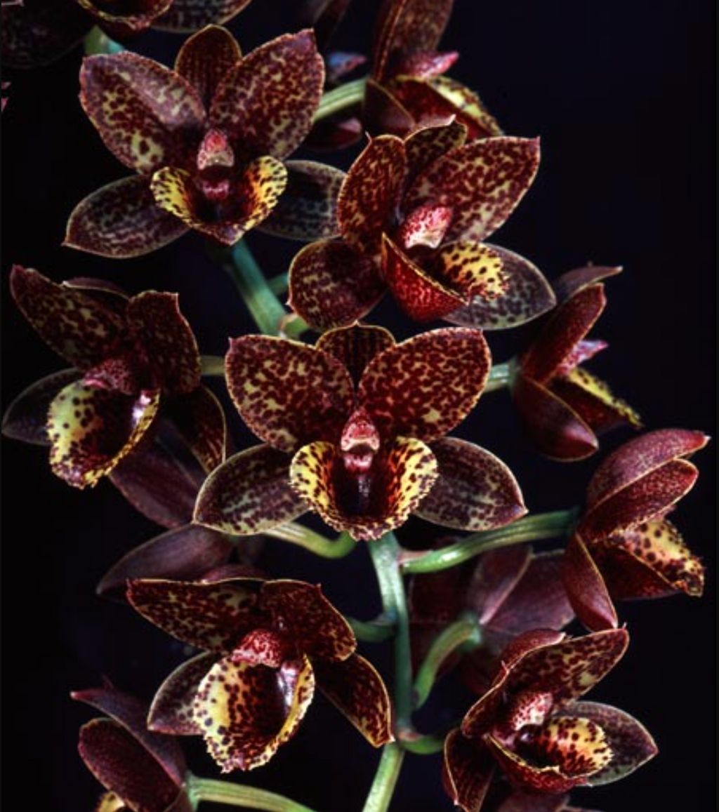 Fdk. After Dark 'Sunset Valley Orchids' FCC/AOS