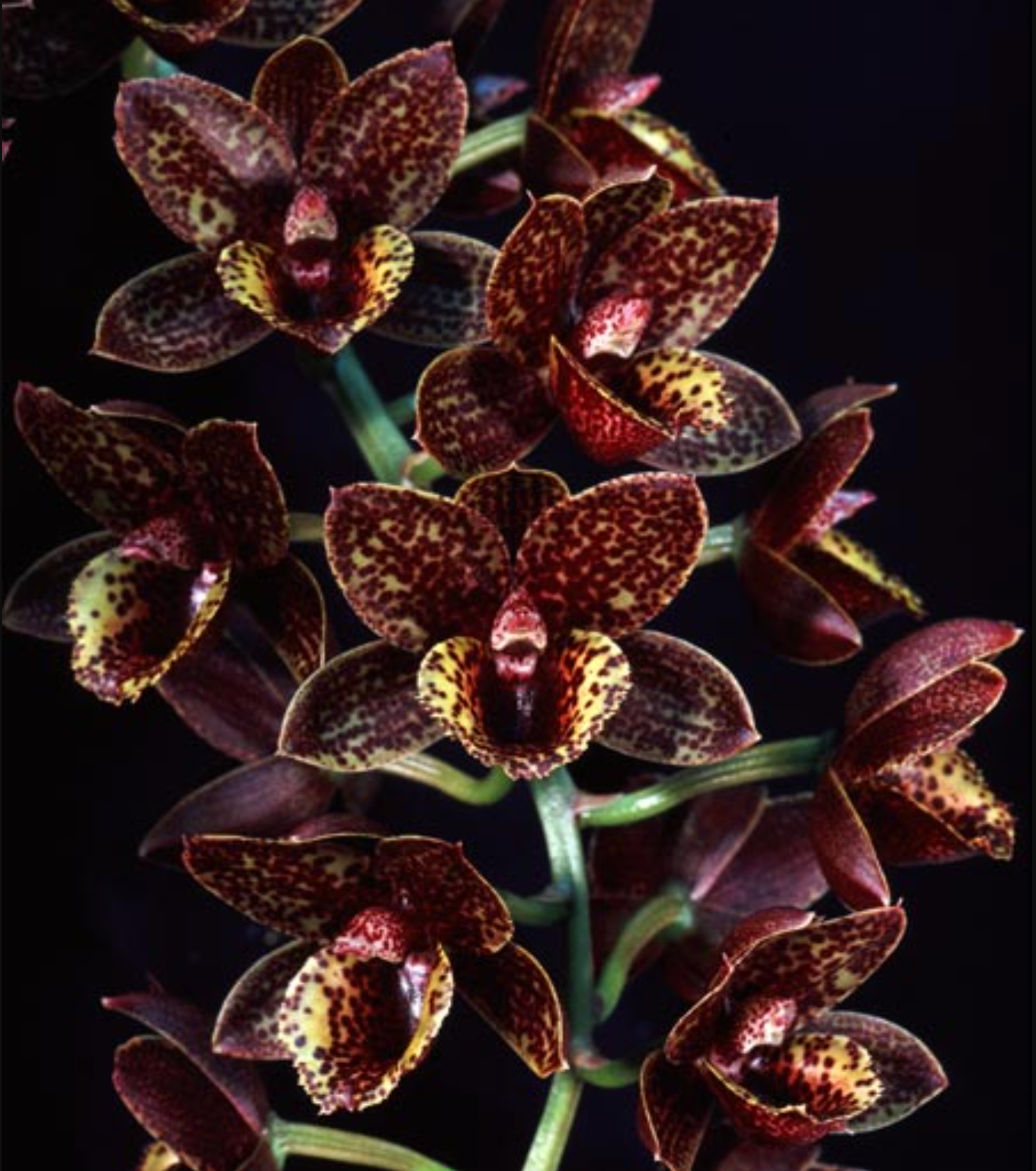 Fdk. After Dark 'Sunset Valley Orchids' FCC/AOS