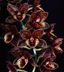 Fdk. After Dark 'Sunset Valley Orchids' FCC/AOS