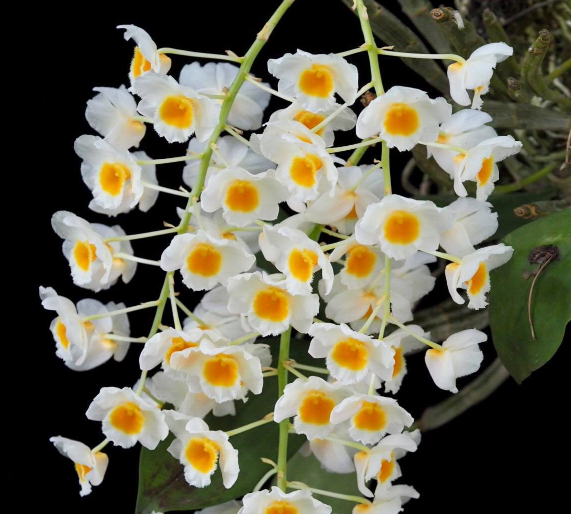 Dendrobium Farmeri 'White' (In Flowers Now) Main image