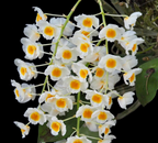 Dendrobium Farmeri 'White' (In Flowers Now)
