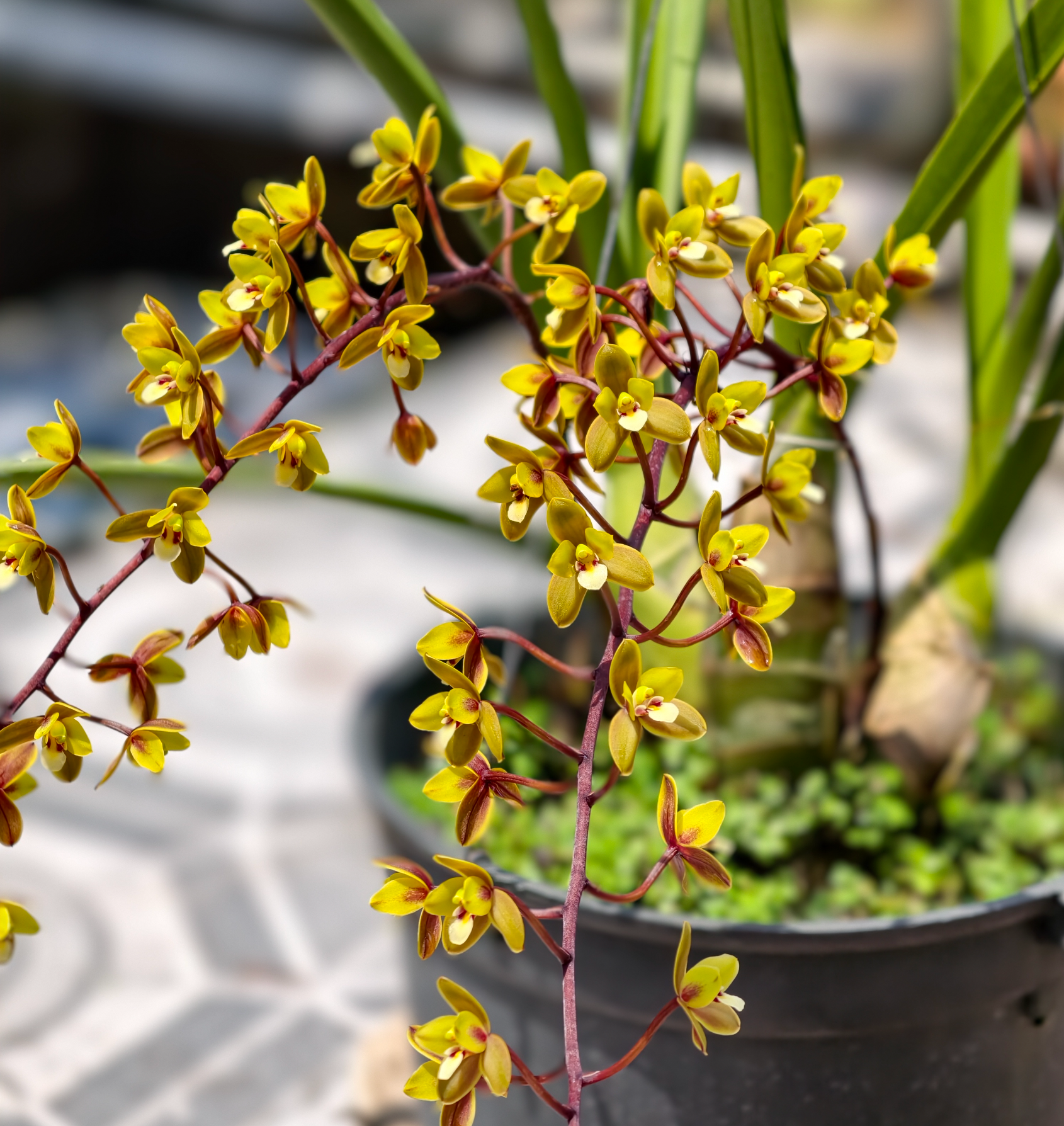 Cymbidium Little Black Sambo (LARGE FLOWERING SIZE PLANT) Main image