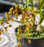 Cymbidium Little Black Sambo (LARGE FLOWERING SIZE PLANT)