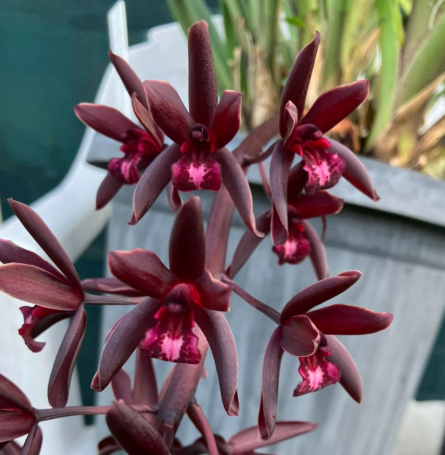 Cymbidium Australian Midnight x finlaysonianum (LARGE FLOWERING SIZE) Main image