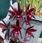 Cymbidium Australian Midnight x finlaysonianum (LARGE FLOWERING SIZE)
