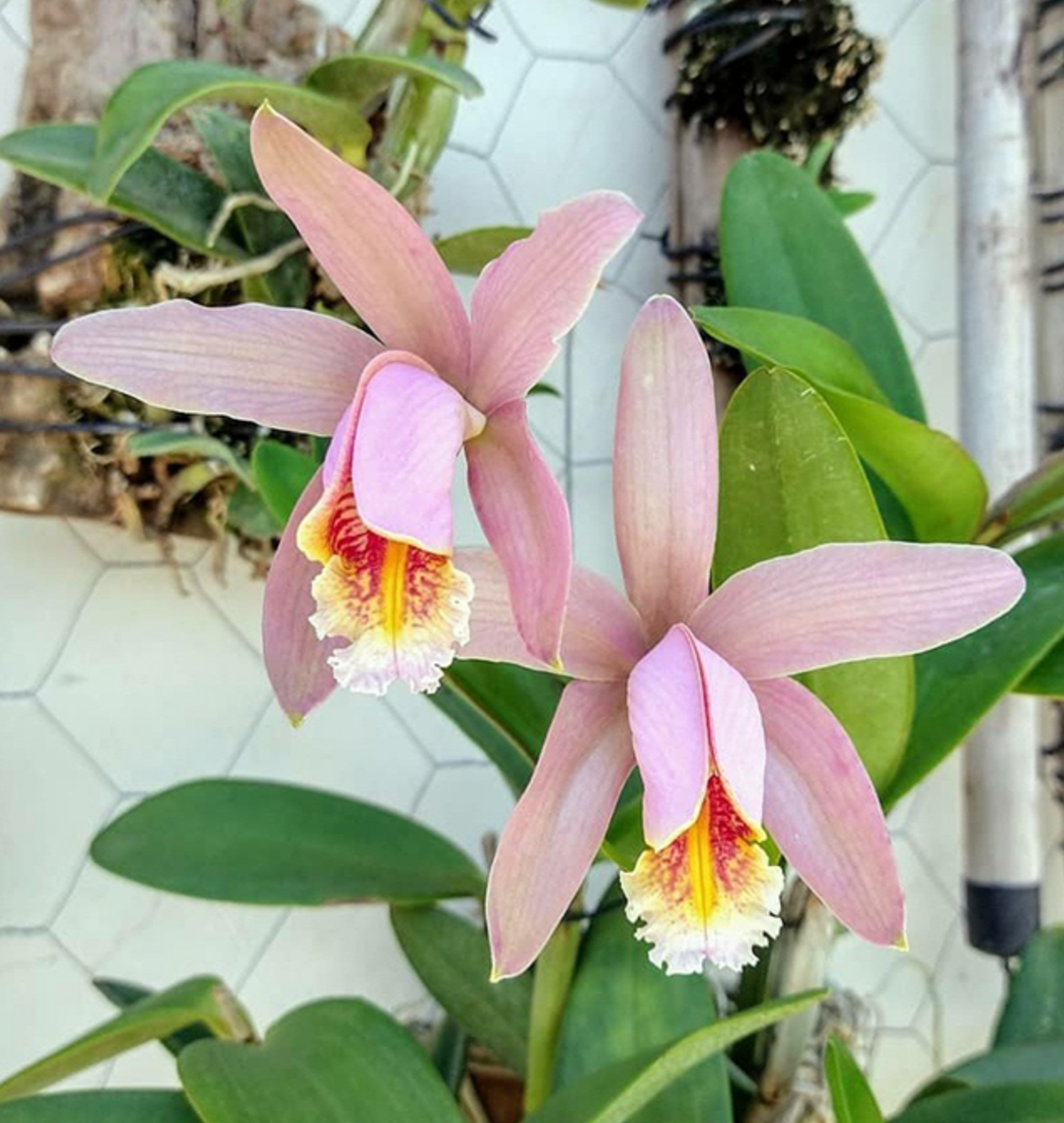 Cattleya forbesii ('Pink Sidelobe' x 'Bela Vista')