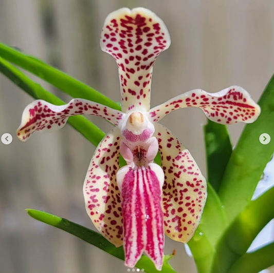 Vanda lombokensis x V cristata