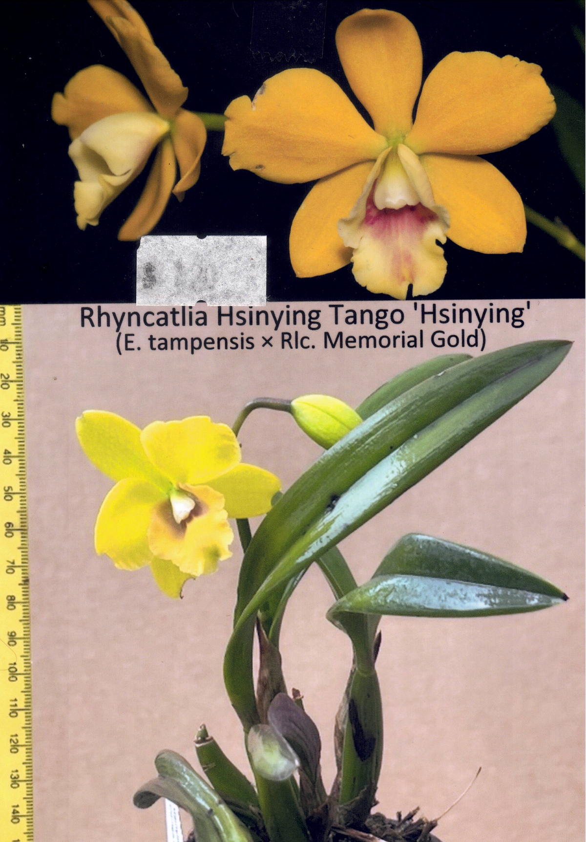 Rhyncatclia Hsinying Tango 'Hsinying' (MC) (Hybrid Flask - Conical) ex Taiwan