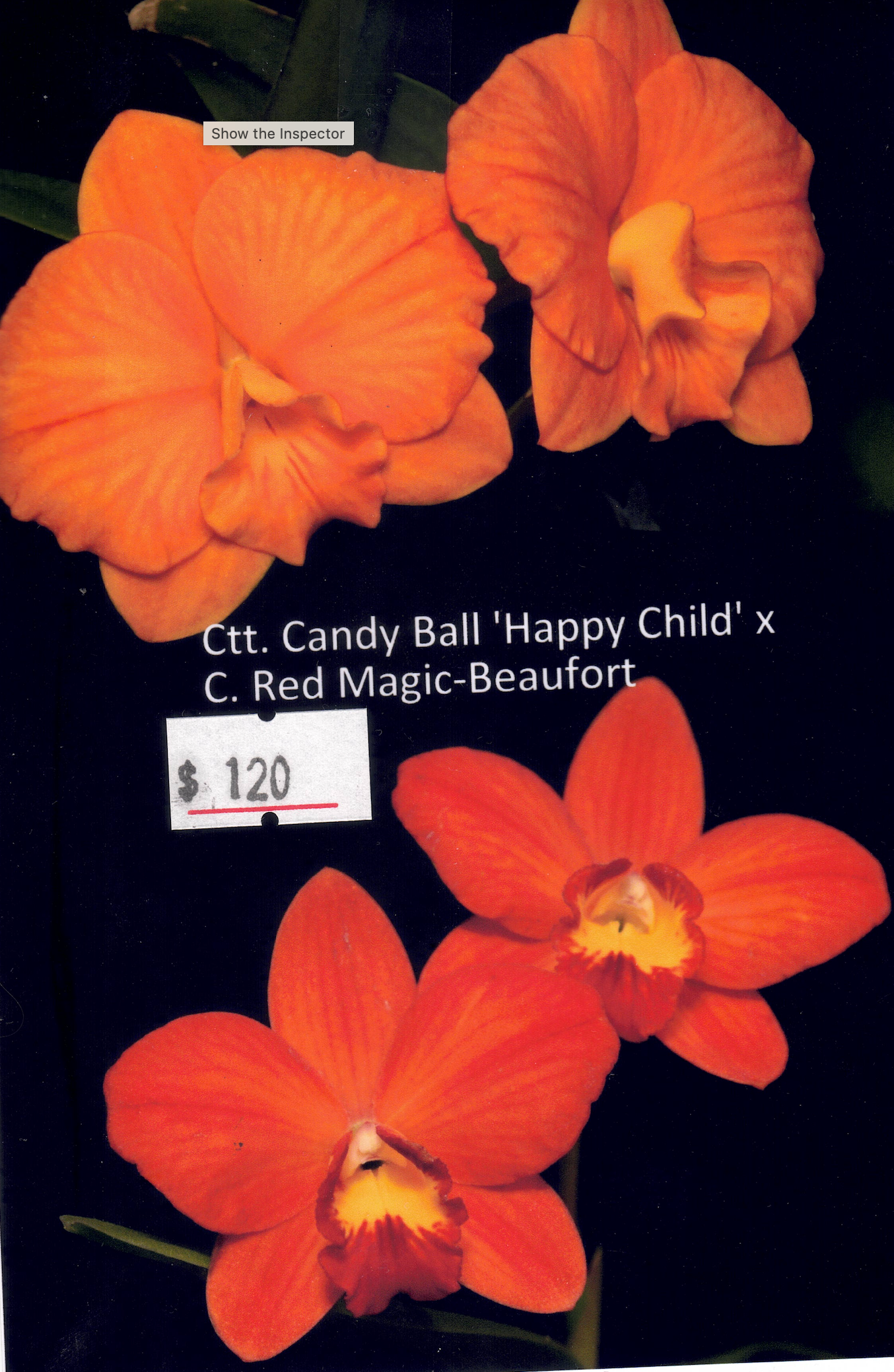 Cattlianthe Candy Ball 'Happy Child' x Cattleya (Red Magic x Beaufort) (Hybrid Flask - Conical) ex Taiwan Secondary image