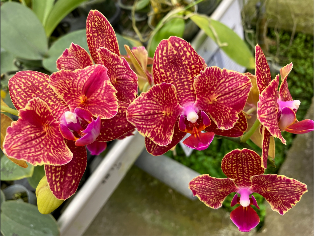 Phalaenopsis Joy Checkered Scarf (Mericlone, Peloric)