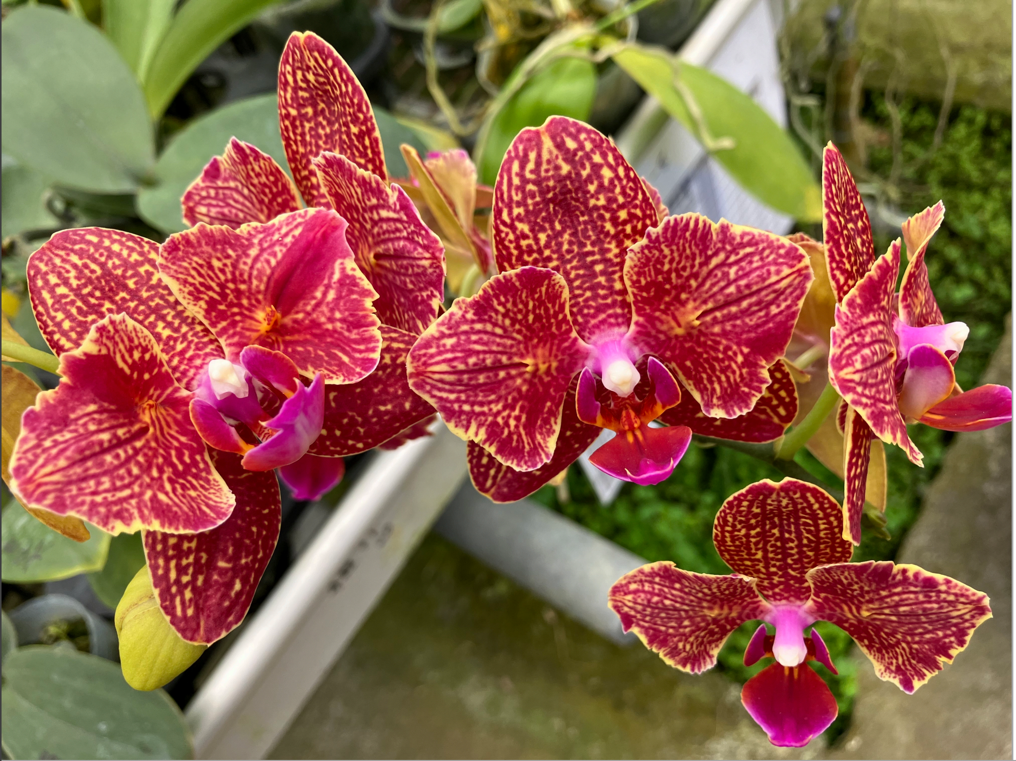 Phalaenopsis Joy Checkered Scarf (Mericlone, Peloric)